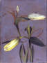 Yellow lilies