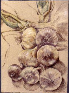 Onions, Pastel on paper